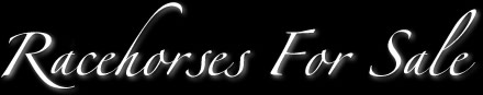 Racehorses For Sale